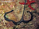 Porto Pino foto subacquee - 2014 - La proboscide a T del verme Bonellia (Bonellia viridis)