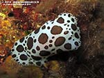 Porto Pino foto subacquee - 2014 - Nudibranco Vacchetta di Mare (Discodoris atromaculata)