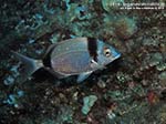 Porto Pino foto subacquee - 2014 - Comune sarago fasciato (Diplodus vulgaris)