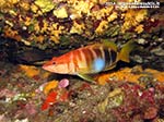 Porto Pino foto subacquee - 2014 - Comune sciarrano (Serranus scriba)