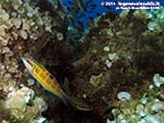 Porto Pino foto subacquee - 2014 - Donzelle pavonine (Thalassoma pavo) mentre tentano di mangiare le uova delle castagnole