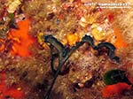 Porto Pino foto subacquee - 2014 - Proboscide a T del verme Bonellia (Bonellia viridis)