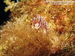 Porto Pino foto subacquee - 2014 - Nudibranco Cratena (Cratena peregrina)