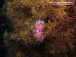 Porto Pino foto subacquee - 2014 - Due nudibranchi Flabellina (Flabellina affinis)
