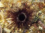 Porto Pino foto subacquee - 2014 - Cerianto (Cerianthus membranacea)