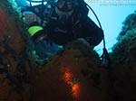 Porto Pino foto subacquee - 2014 - Subacqueo illumina le margherite di mare (Parazoanthus axinellae)
