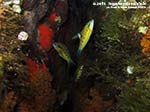 Porto Pino foto subacquee - 2014 - Donzelle pavonine (Thalassoma pavo)