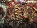 Porto Pino foto subacquee - 2014 - Nacchera spinosa (Pinna rudis)