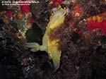 Porto Pino foto subacquee - 2014 - Nudibranco Hypselodoris picta