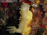 Porto Pino foto subacquee - 2014 - Nudibranco Hypselodoris picta