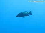 Porto Pino foto subacquee - 2014 - Dotto, o Cernia Dorata (Epinephelus costae)