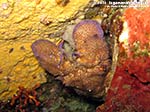 Porto Pino foto subacquee - 2014 - Cicala di mare (Scyllarus arctus)