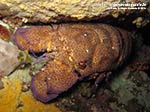 Porto Pino foto subacquee - 2014 - Cicala di mare (Scyllarus arctus)