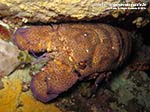 Porto Pino foto subacquee - 2014 - Cicala di mare (Scyllarus arctus)