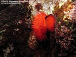 Porto Pino foto subacquee - 2014 - Pomodoro di mare (Actinia equina)