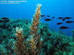 Porto Pino foto subacquee - 2014 - Isola del Toro, alga Sargasso comune (Sargassum vulgare)