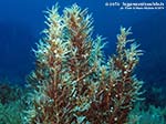 Porto Pino foto subacquee - 2014 - Isola del Toro, alga Sargasso comune (Sargassum vulgare)