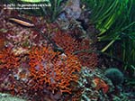 Porto Pino foto subacquee - 2014 - Falso corallo (Myriapora truncata) e posidonia (Posidonia oceanica)