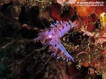 Porto Pino foto subacquee - 2014 - Accoppiamento di due nudibranchi flabellina (Flabellina affinis)