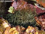 Porto Pino foto subacquee - 2014 - Anemone bruno (Aiptasia mutabilis)