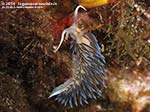 Porto Pino foto subacquee - 2014 - Nudibranco Cratena (Cratena peregrina)