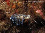 Porto Pino foto subacquee - 2014 - Nudibranco Cratena (Cratena peregrina)