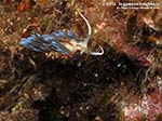 Porto Pino foto subacquee - 2014 - Nudibranco Cratena (Cratena peregrina)