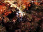 Porto Pino foto subacquee - 2014 - Nudibranco Cratena (Cratena peregrina)