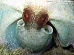 Porto Pino foto subacquee - 2014 - Piccolo polpo (Octopus vulgaris)