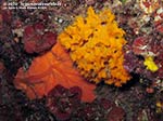 Porto Pino foto subacquee - 2014 - Spugna spirastrella (Spirastrella cunctatrix)