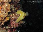 Porto Pino foto subacquee - 2014 - Nudibranco Hypselodoris picta