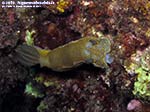 Porto Pino foto subacquee - 2014 - Nudibranco Hypselodoris picta