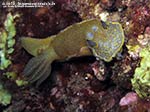 Porto Pino foto subacquee - 2014 - Nudibranco Hypselodoris picta