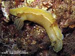 Porto Pino foto subacquee - 2014 - Nudibranco Hypselodoris picta