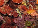 Porto Pino foto subacquee - 2014 - Nudibranco Hypselodoris fontandraui (2 cm)