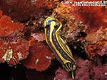 Porto Pino foto subacquee - 2014 - Nudibranco Hypselodoris fontandraui (2 cm)