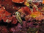 Porto Pino foto subacquee - 2014 - Nudibranco Hypselodoris fontandraui (2 cm)