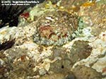 Porto Pino foto subacquee - 2014 - Orecchio di mare (Haliotis tuberculata lamellosa)