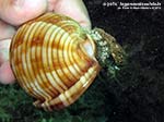 Porto Pino foto subacquee - 2014 - Orecchio di mare (Haliotis tuberculata lamellosa)che cammina sulla conchiglia vuota di un elmetto granuloso (Phalium granulatum)