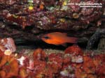 Porto Pino foto subacquee - 2015 - Re di Triglie (Apogon imberbis)