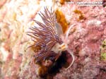 Porto Pino foto subacquee - 2015 - Nudibranco cratena (Cratena peregrina)