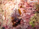 Porto Pino foto subacquee - 2015 - Nudibranco cratena (Cratena peregrina)