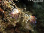 Porto Pino foto subacquee - 2015 - Nudibranchi cratena (Cratena peregrina)