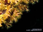 Porto Pino foto subacquee - 2015 - Margherite di mare (Parazoanthus axinellae)