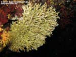 Porto Pino foto subacquee - 2015 - Serpulide o Salmacina (Salmacina dysteri) o Filograna implexa [?]