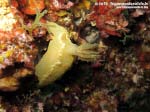 Porto Pino foto subacquee - 2015 - Nudibranco Hypselodoris picta, circa 7 cm