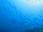 Porto Pino foto subacquee - 2015 - Barracuda del Mediterraneo (Sphyraena viridensis)