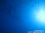 Porto Pino foto subacquee - 2015 - Barracuda del Mediterraneo (Sphyraena viridensis)