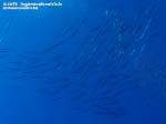 Porto Pino foto subacquee - 2015 - Barracuda del Mediterraneo (Sphyraena viridensis)