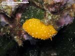 Porto Pino foto subacquee - 2015 - Nudibranco Fillidia (Phyllidia flava)